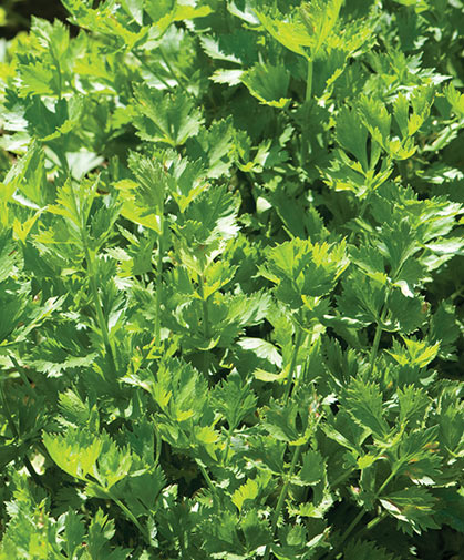 Cutting celery has rich aroma and flavor, regenerates quickly after cutting, and is hardier and easier to grow than regular celery.