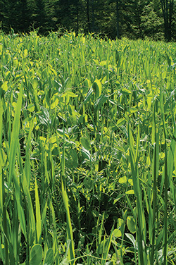 Spring Green Manure Mix