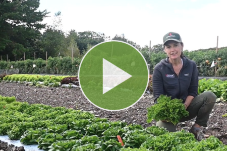 video thumbnail - salanova lettuce