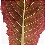 Outredgeous - Solid Bright-Red Baby Leaf Romaine