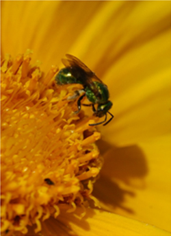 Emerald green bee