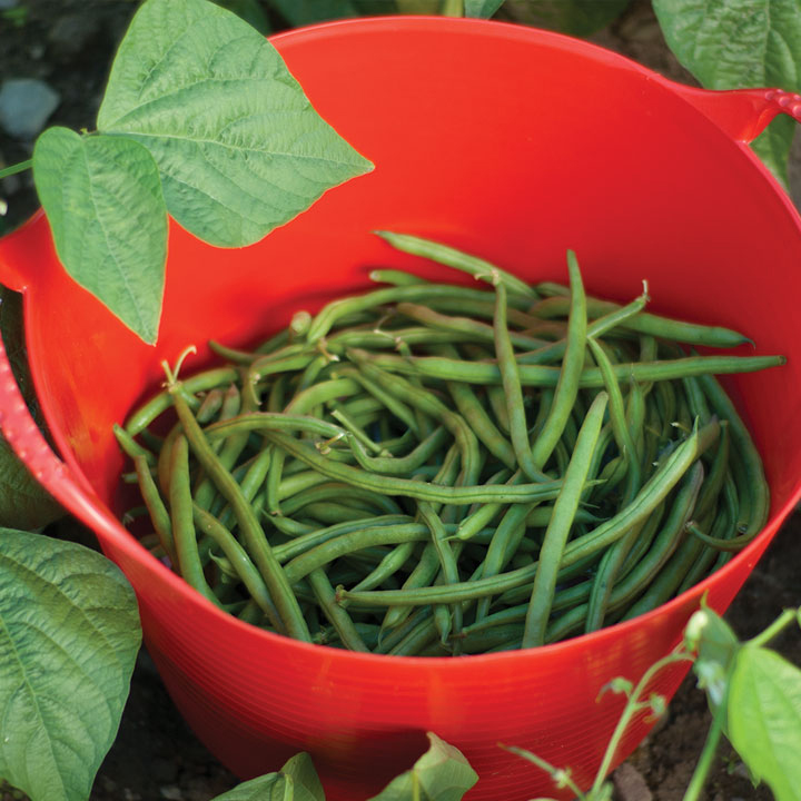 Green Beans in a Red Tub
