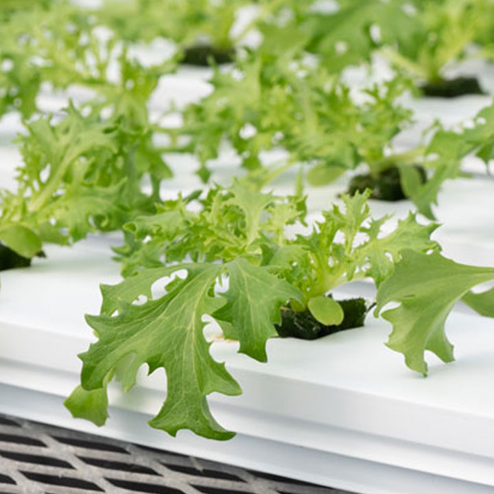 Intro to Hydroponics