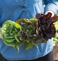 True Mini Head Lettuce Varieties