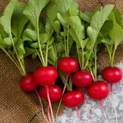Rover red radish for overwintering