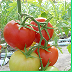 Circle Fresh has pioneered organic hydroponic greenhouse production