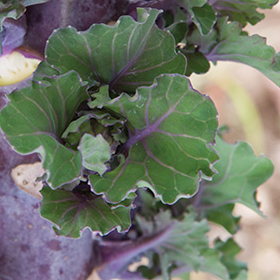 How to Grow Kalettes