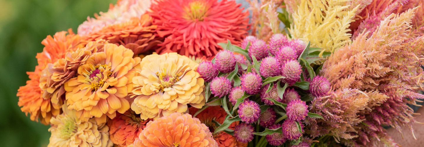 Johnny's Bred Flowers