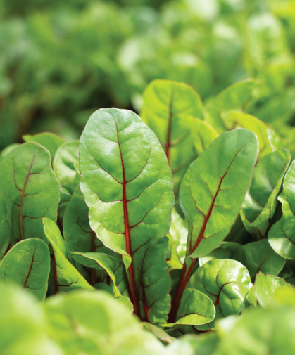 'Charbell' Swiss chard, an excellent variety for baby leaf production.