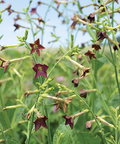 Nicotiana in bloom at Johnny's research farm.