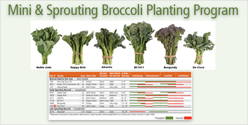 Mini & Sprouting Broccoli Planting Program