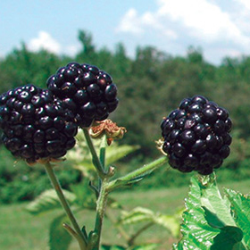 How to Grow Blackberries