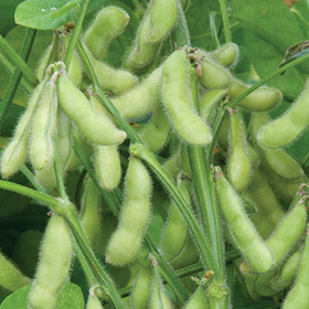 How to Grow Soybeans