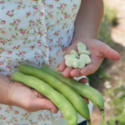 Vroma fava beans (a.k.a. broad beans)
