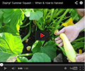 Zephyr Summer Squash Zephyr Summer Squash
