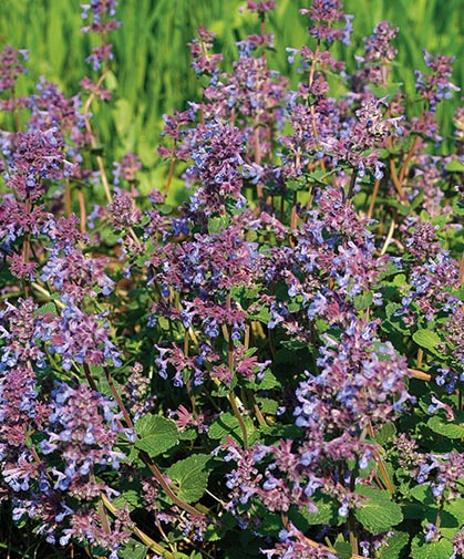 Catmint, an easy-to-grow, aromatic herb bearing clusters of lavender-blue flowers amidst mounds of grey-green foliage.