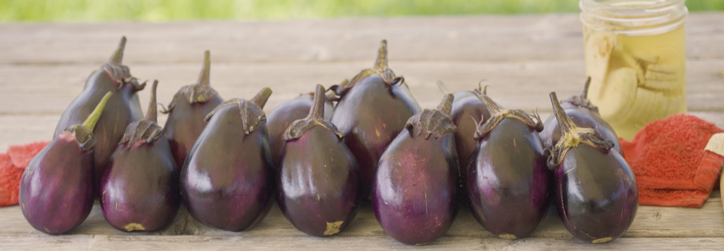 group of purple eggplant