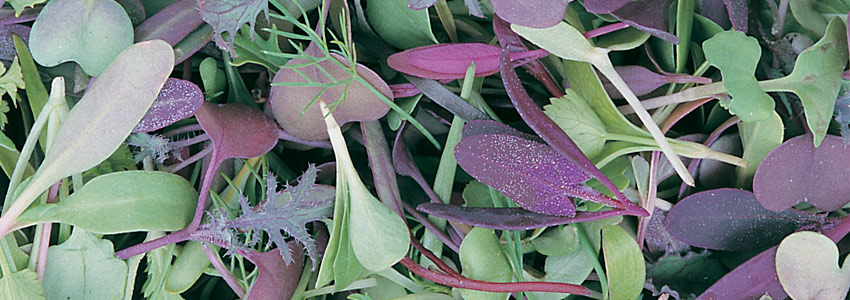 Curate a custom-designed signature micro mix from our broad microgreens assortment