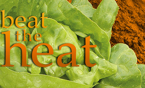 Beat the Heat • Success for Southern Growers with Lettuce and Greens Webinar