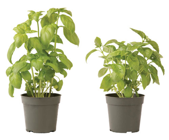 Genovese container basil (left) and Italian Large Leaf container basil (right).