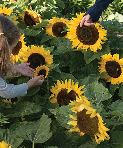 Neither children nor adults can resist the allure of a patch of sweet dwarf sunflowers.