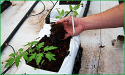 Tomato Transplants in Coconut Coir