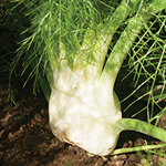 Orazio Fennel