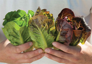 Mini Romaine Trio