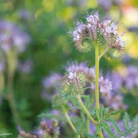 How to Grow Phacelia