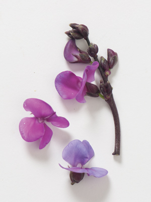 hyacinth bean flower