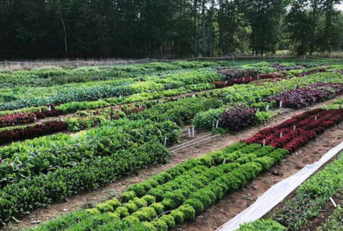 Rows of garden crops.