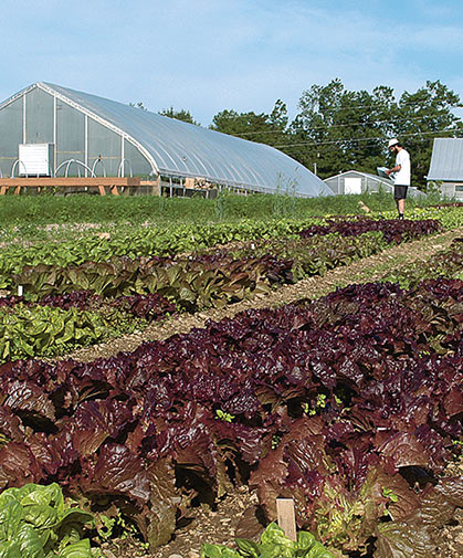 Lettuce trials being evaluated at our research farm; pelleted seed is available for many of our lettuce varieties.