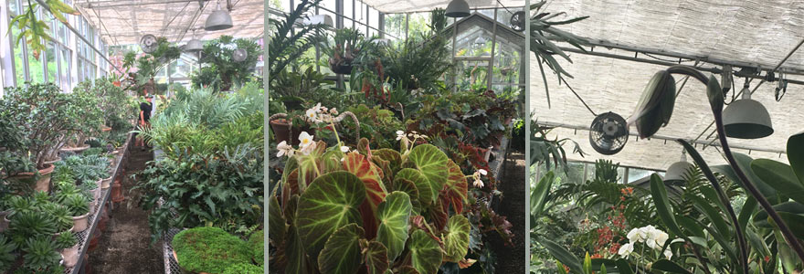 The glasshouse is home to Martha's collection of exotics - begonias, orchids, succulents, and staghorn ferns.