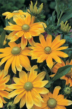 AAS Winner Prairie Sun