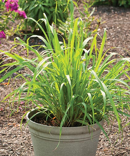 West Indian lemon grass plants (Cymbopogon citratus), grown from bare-root plants.