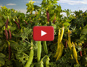 Calvin Lamborn on Pea Breeding