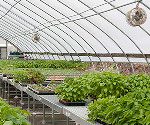 Seedlings in the greenhouse