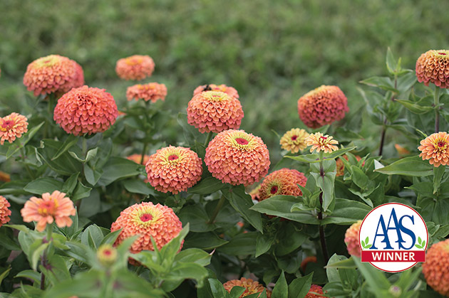 New Queeny Lime Orange Zinnia Available Through Johnny's Selected Seeds