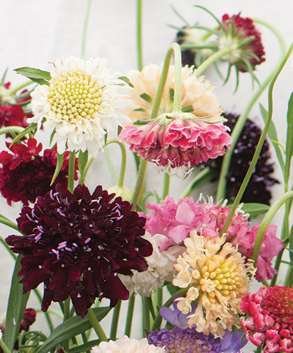 The mounded form of these multicolored scabiosa demonstrates why they are known as pincushion flowers.