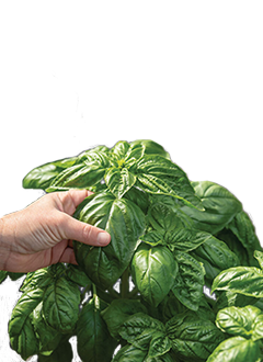 Winner Basil