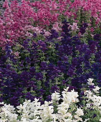 A bed of Salvia viridis, also known as annual clary sage, showing off its large, intensely colored bracts from summer through to autumn.