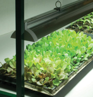 Avid Gardener
