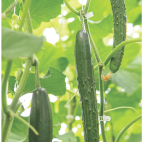How to Grow Greenhouse Cucumbers