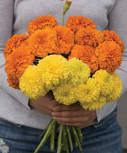 A bouquet of marigolds, workhorse of the cut-flower garden, also known for their allelopathic qualities.