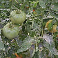 Powdery mildew on tomato