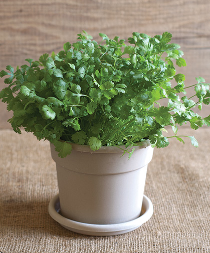 Coriander disk in its pots at maturity.
