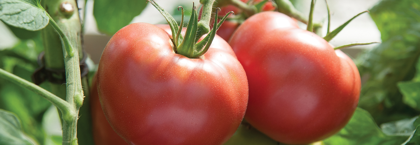 Tomatoes on vine
