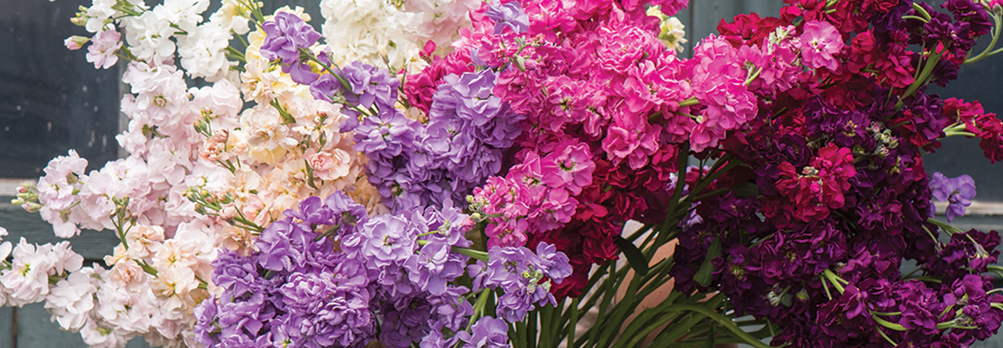 bouquet of flowers