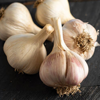 German Extra-Hardy Organic Garlic