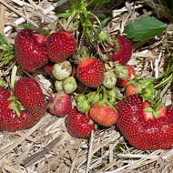 Earliglow Strawberry Plants